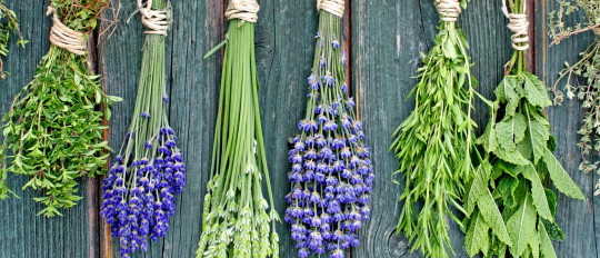 Kräuter der Provence