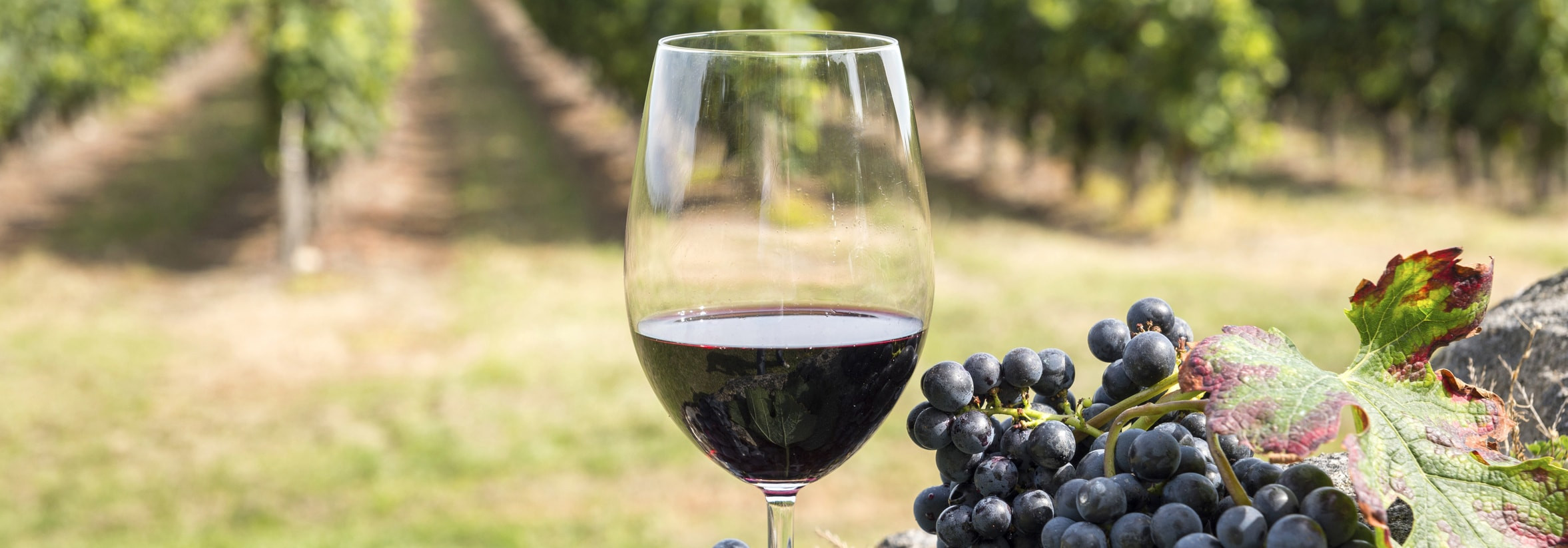 Französisches Flair: Bei einem Glas Wein Französisch sprechen!
